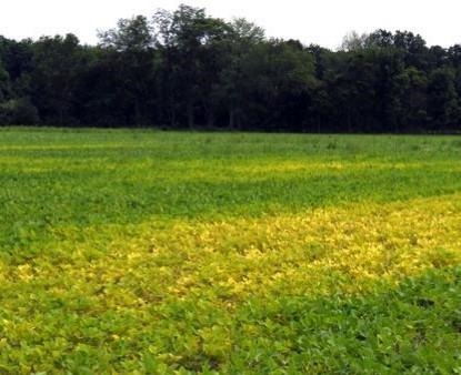 Identifying And Correcting Manganese Deficiency In Soybeans